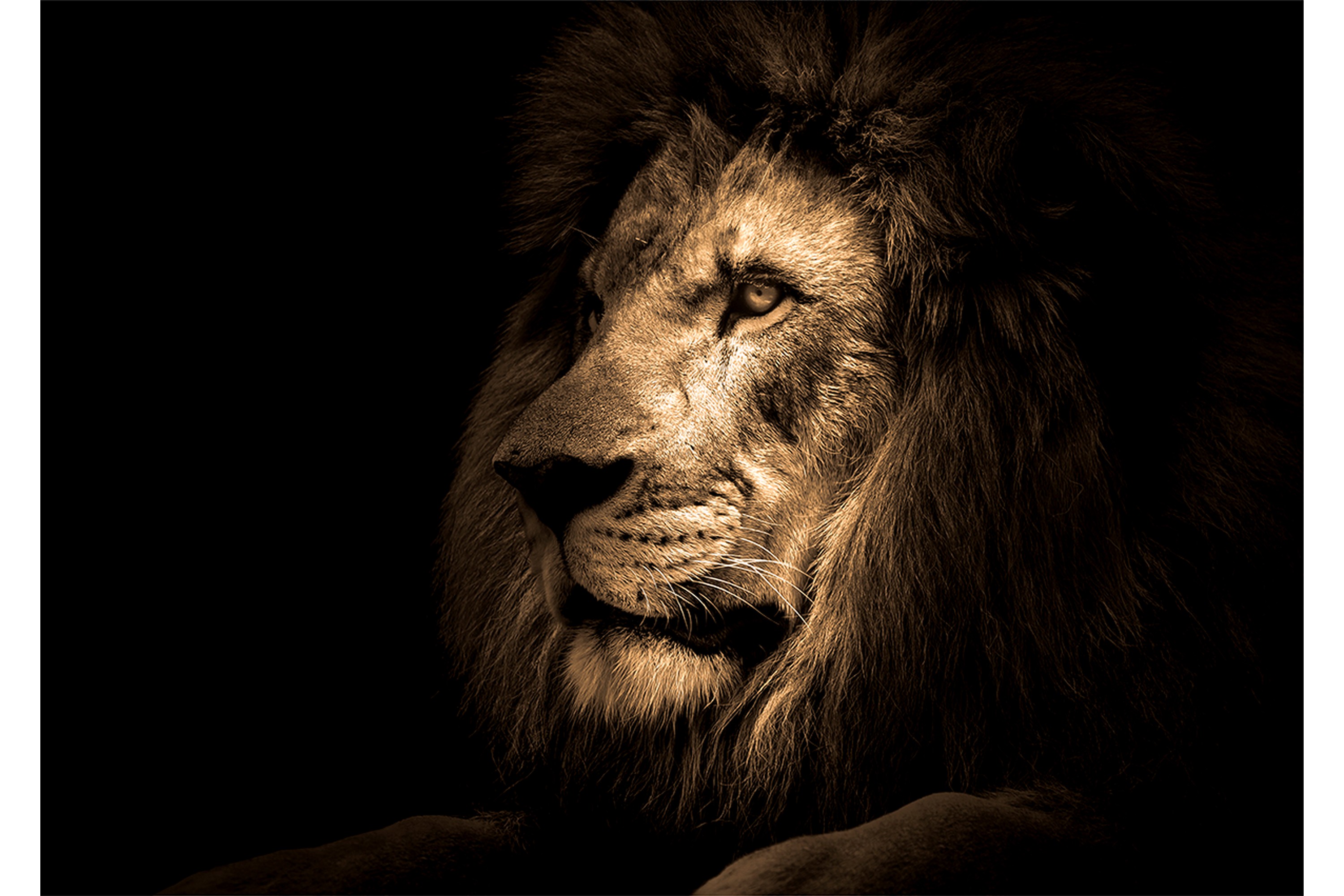 Tavla Lion Brun\Beige\Svart 120X80 80x120 cm