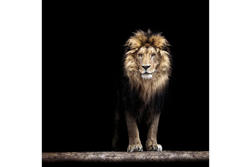 Tavla Lion Svart|Brun|Beige 50X50 - 50x50 cm - Canvastavla