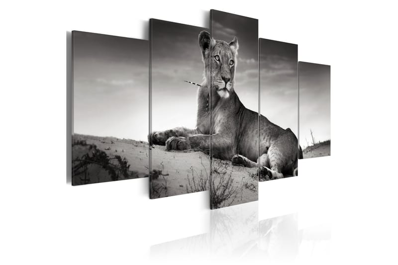 Tavla Lioness In A Desert 100x50 - Artgeist sp. z o. o. - Canvastavla