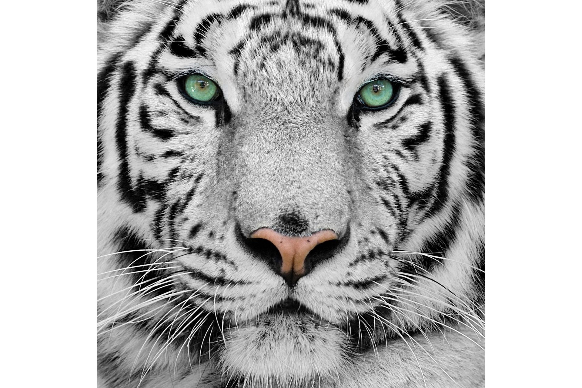 Tavla Tiger - 50x50 cm
