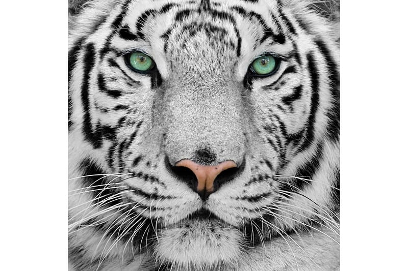 Tavla Tiger 50X50 Flerfärgad - 50x50 cm - Inredning - Tavlor & posters - Canvastavla