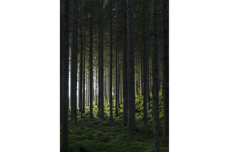 Poster Woods 50x70 cm - Svart/Grön - Posters & prints