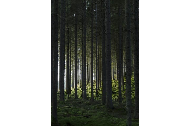 Poster Woods 70x100 cm - Svart/Grön - Posters & prints