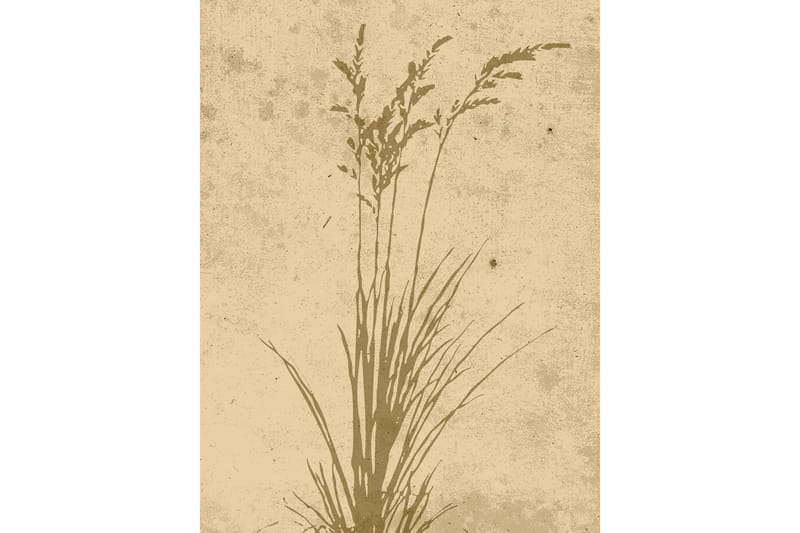 Poster Plant art 30x40 cm - Beige - Posters & prints
