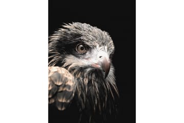 Black Eagle Foto Grå/Beige/Svart - 50x70 cm - Inredning - Tavlor & posters - Posters & prints - Fotografiska posters