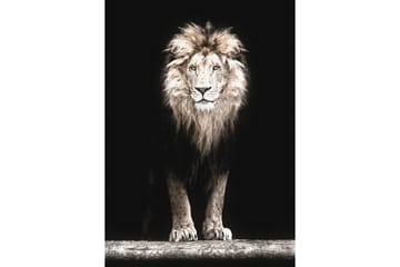 Majestic Lion In Black Foto Beige/Grå/Svart - 50x70 cm - Inredning - Tavlor & posters - Posters & prints - Fotografiska posters