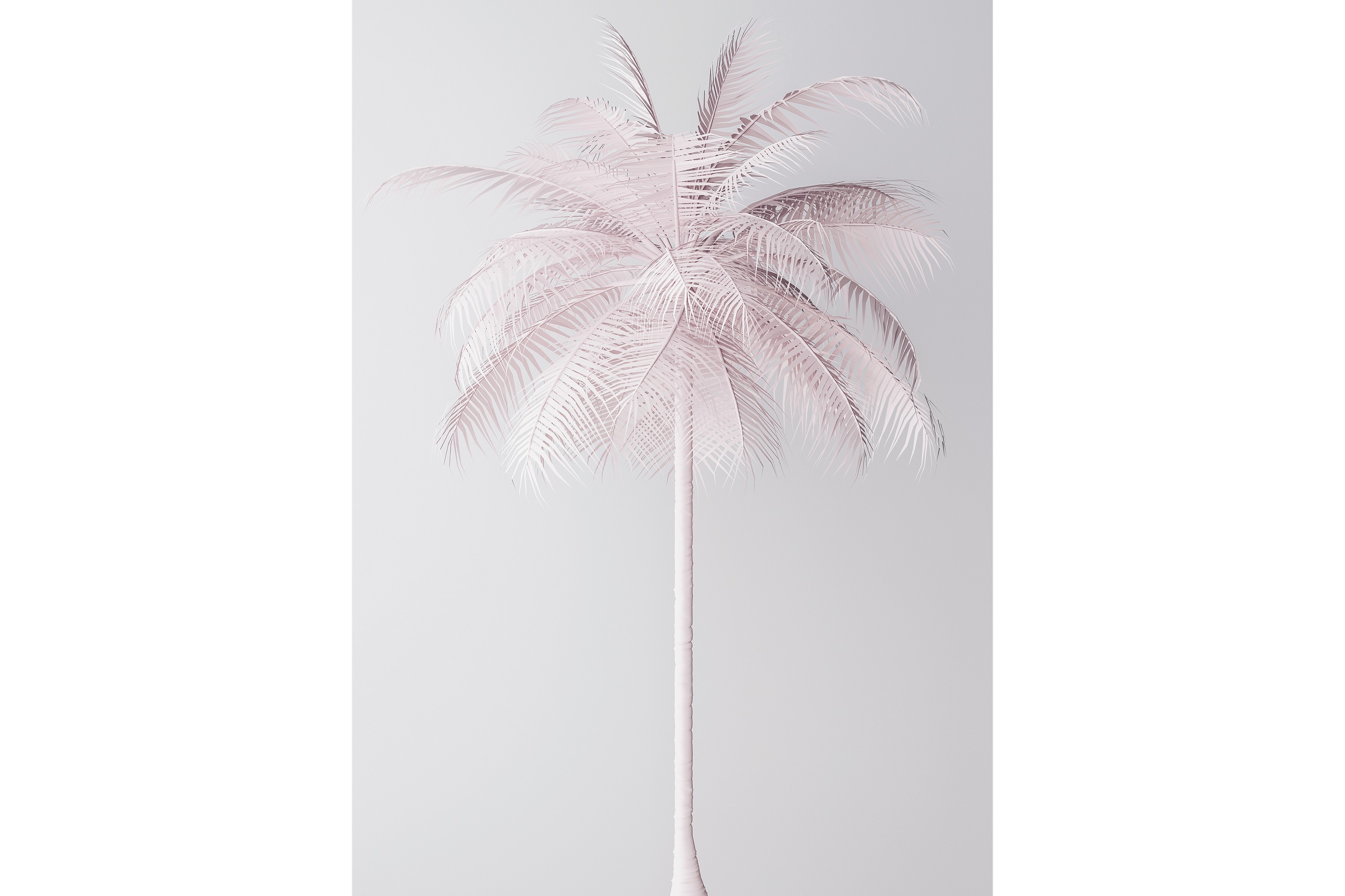 Palmtree Foto Rosa/Vit 50x70 cm