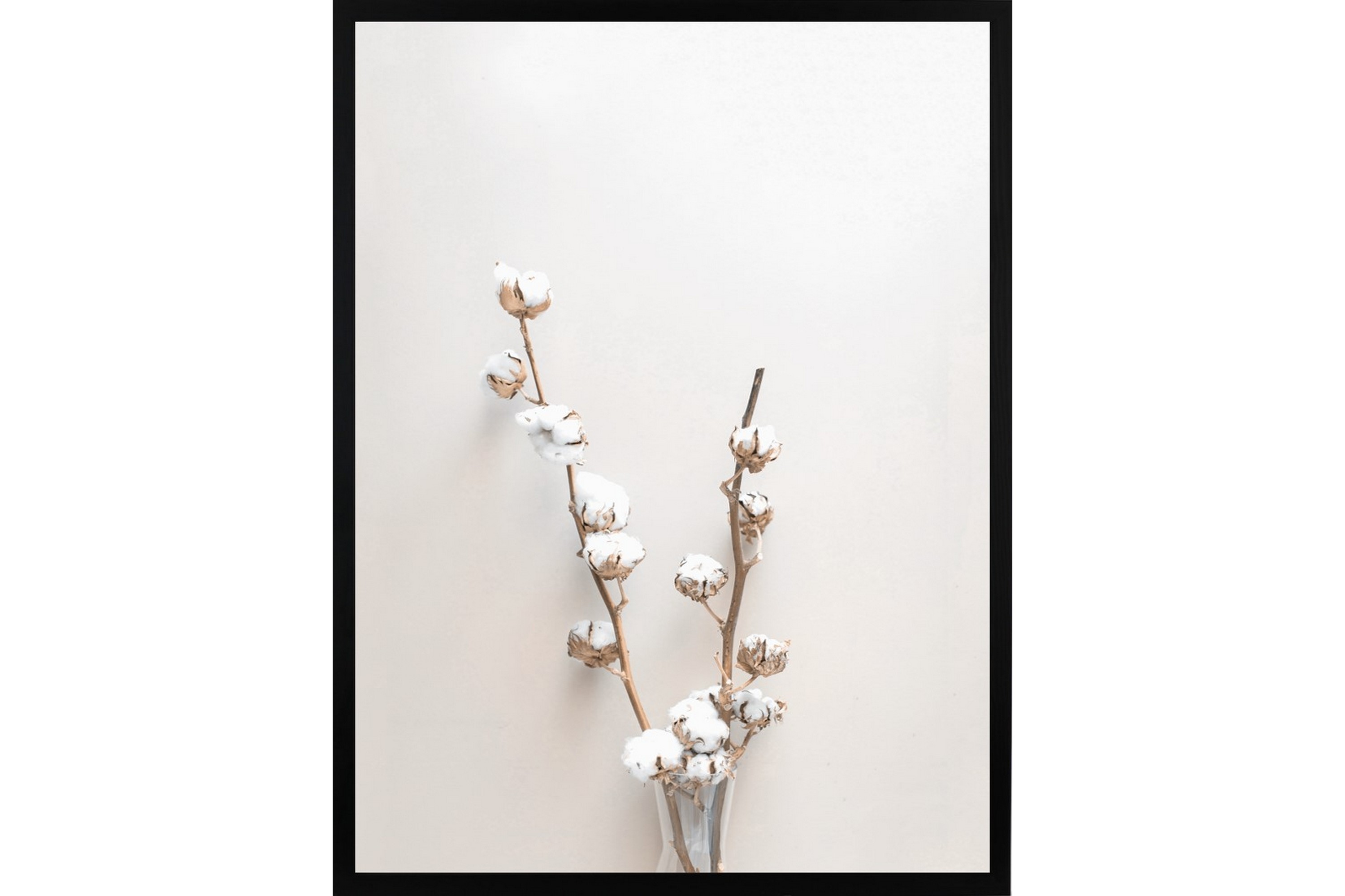 Poster Bomullsväxt 50x70 cm Beige