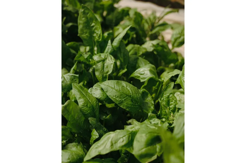 Poster Green leaf 30x40 cm - Grön - Inredning - Tavlor & posters - Posters & prints