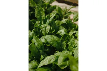 Poster Green Leaf 70x100 cm - Grön - Inredning - Tavlor & posters - Posters & prints