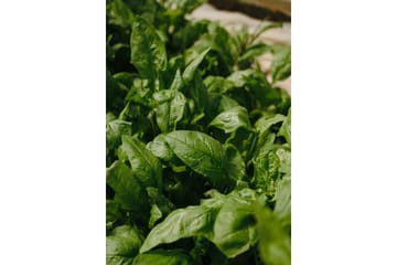 Poster Green Leaf 70x100 cm - Grön - Inredning - Tavlor & posters - Posters & prints