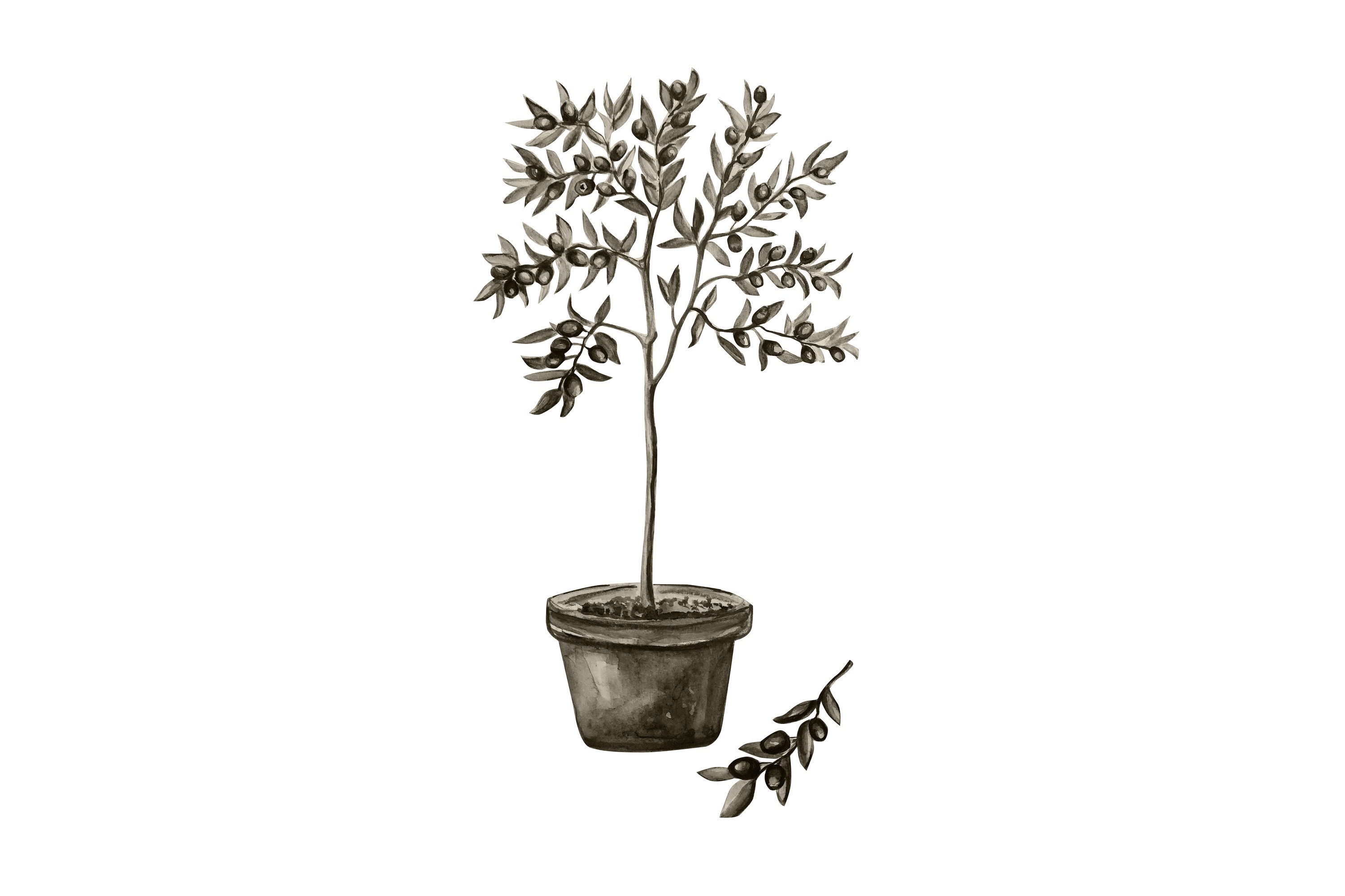 Poster Olive 21x30 cm Vit/Grön
