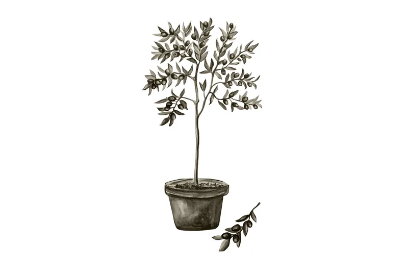 Poster Olive 30x40 cm, Vit/Grön