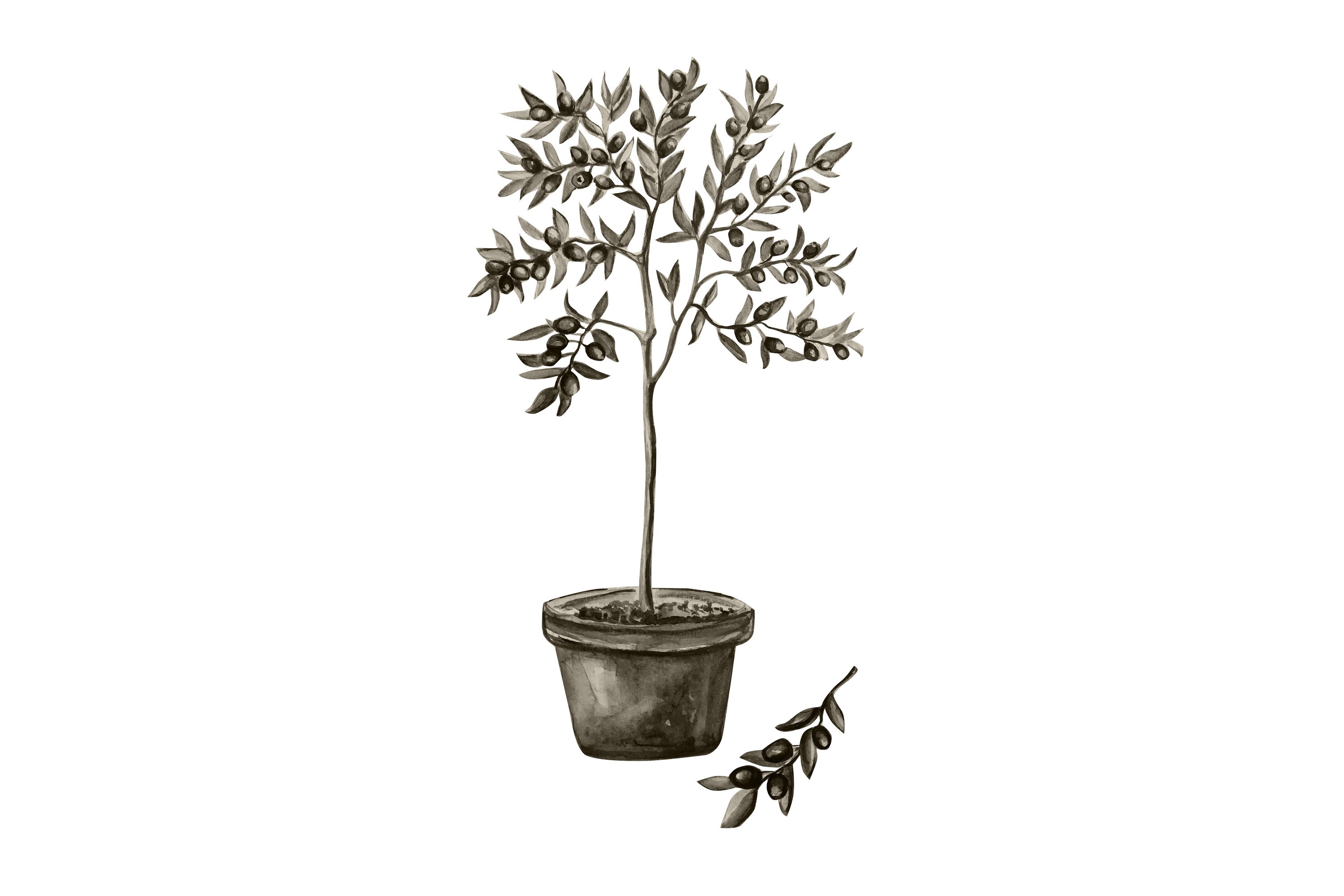 Poster Olive 30x40 cm Vit/Grön