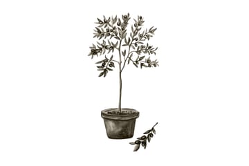 Poster Olive 50x70 cm - Vit/Grön - Inredning - Tavlor & posters - Posters & prints