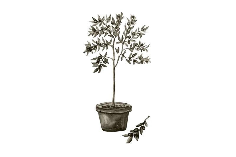 Poster Olive 50x70 cm, Vit/Grön