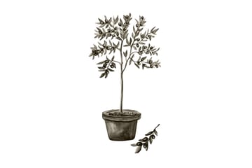 Poster Olive 50x70 cm - Vit/Grön - Inredning - Tavlor & posters - Posters & prints