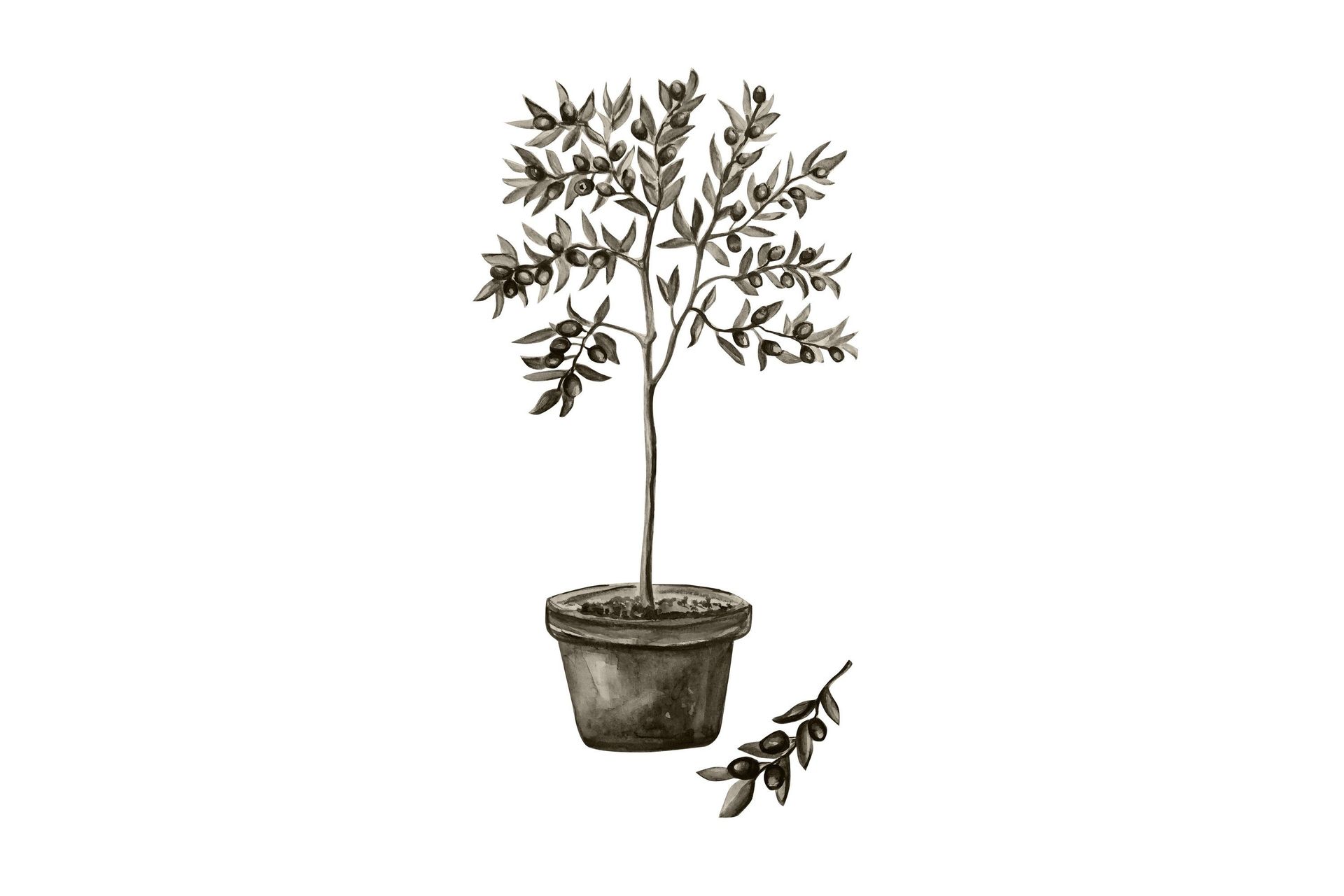 Poster Olive 50x70 cm - Vit/Grön