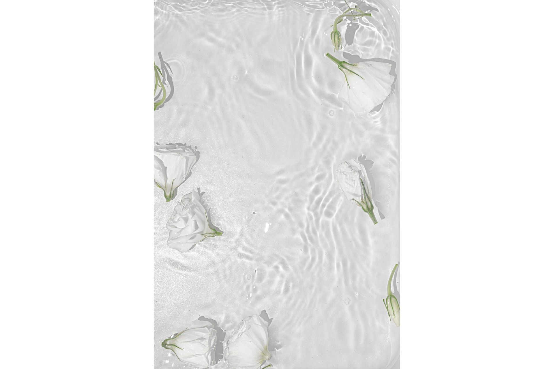 Poster White Roses 30x40 cm - Vit