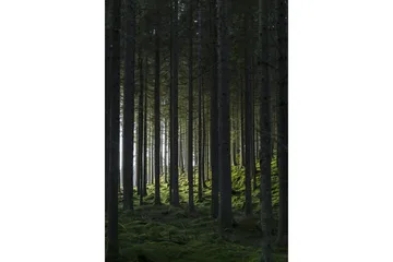 Poster Woods 21x30 cm - Svart/Grön - Inredning - Tavlor & posters - Posters & prints