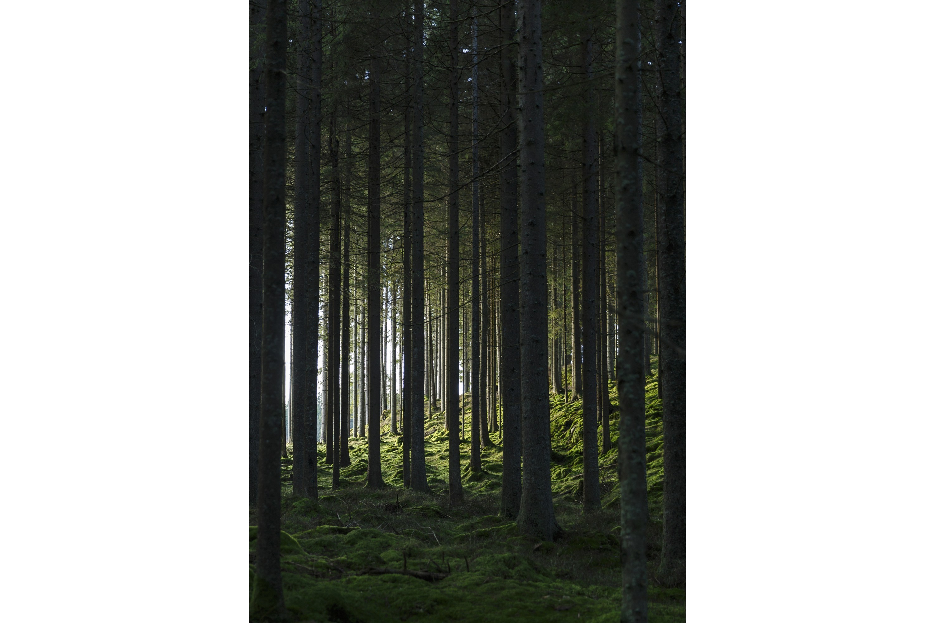 Poster Woods 21x30 cm Svart/Grön