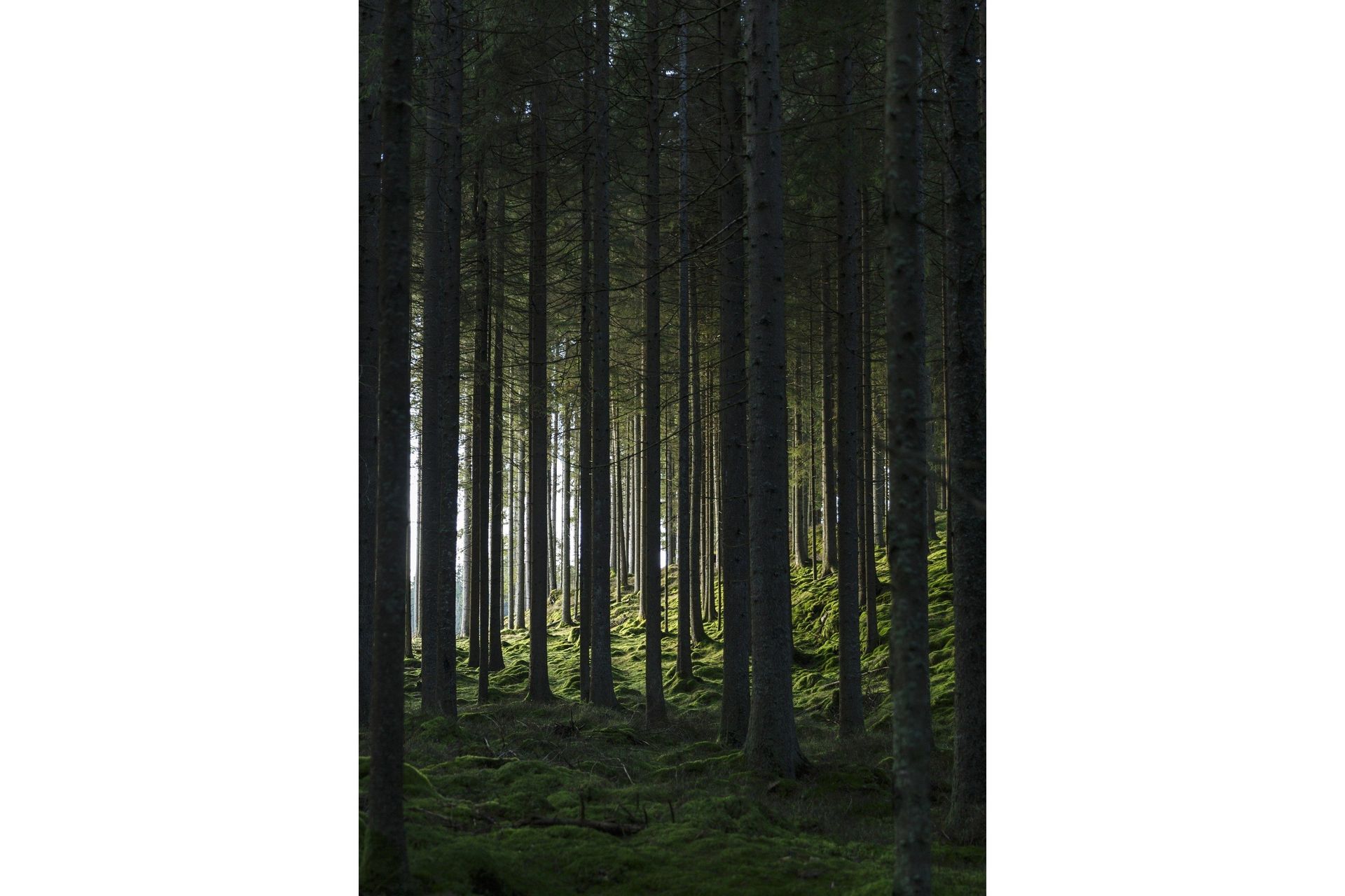 Poster Woods 21x30 cm - Svart/Grön