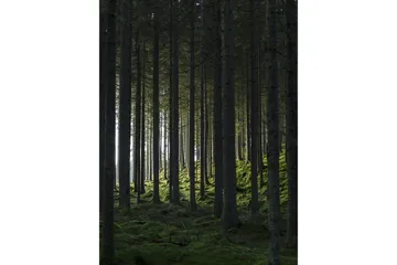 Poster Woods 30x40 cm - Svart/Grön - Inredning - Tavlor & posters - Posters & prints