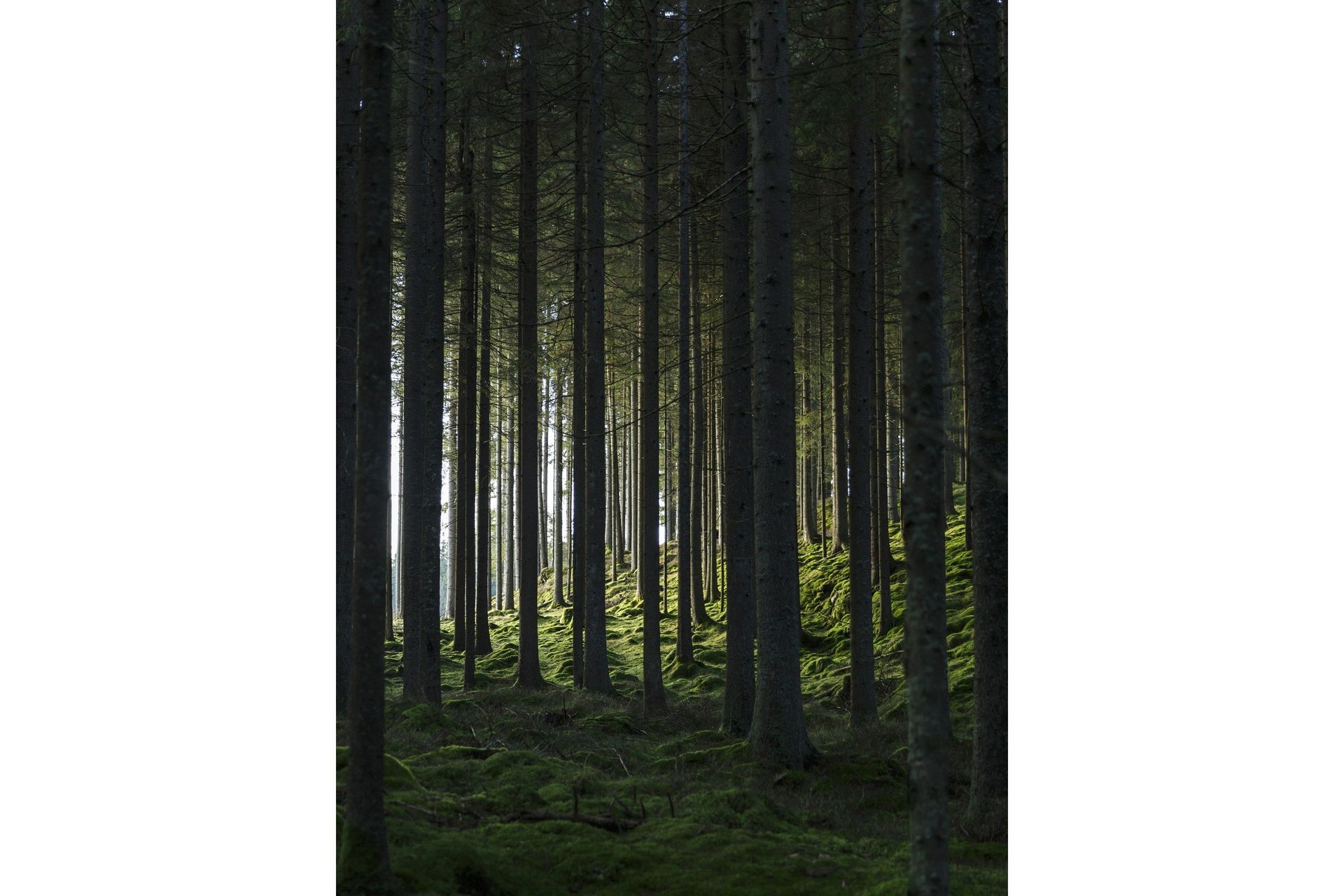 Poster Woods 30x40 cm - Svart/Grön