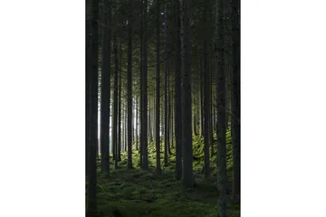 Poster Woods 50x70 cm - Svart/Grön - Inredning - Tavlor & posters - Posters & prints