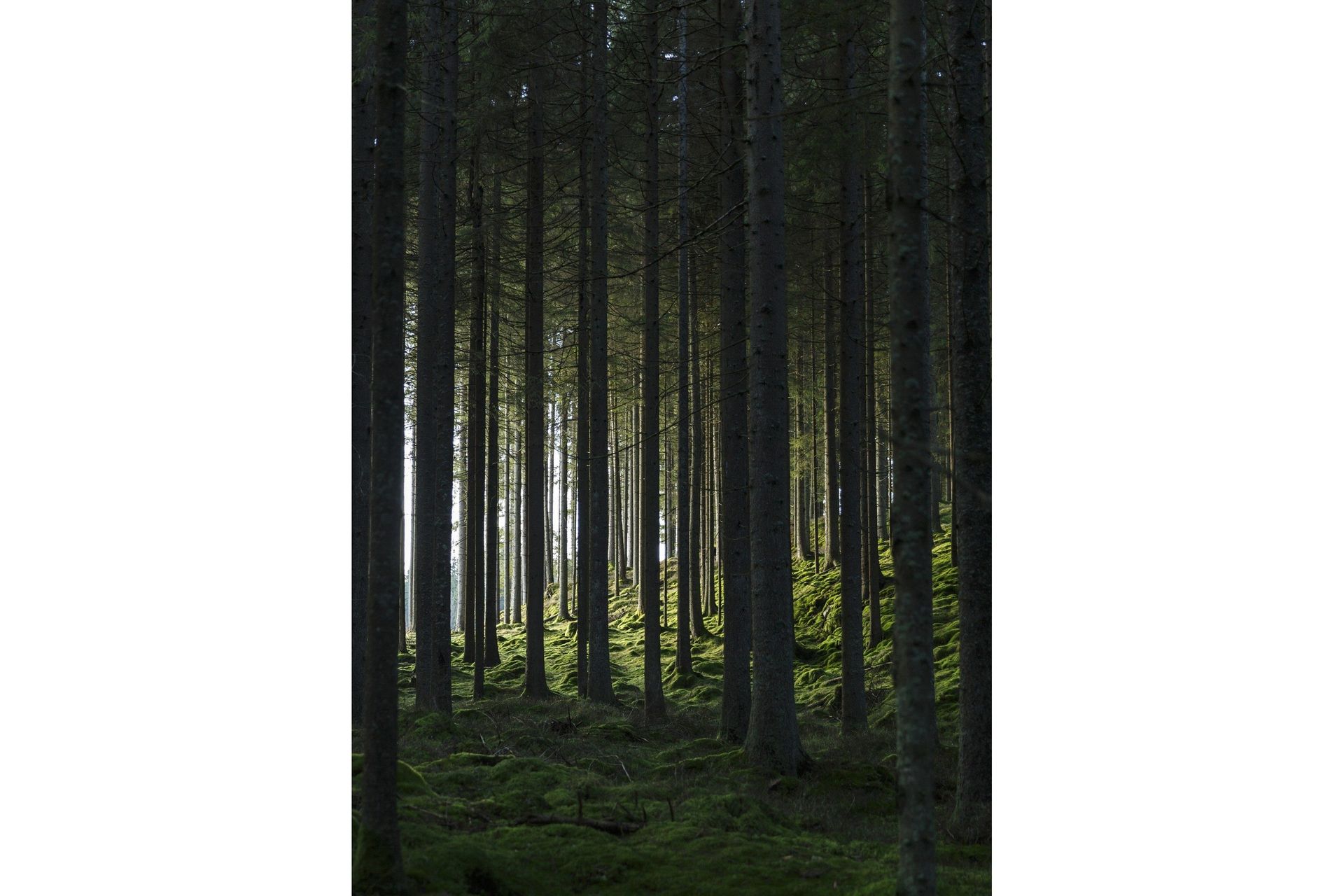 Poster Woods 50x70 cm - Svart/Grön