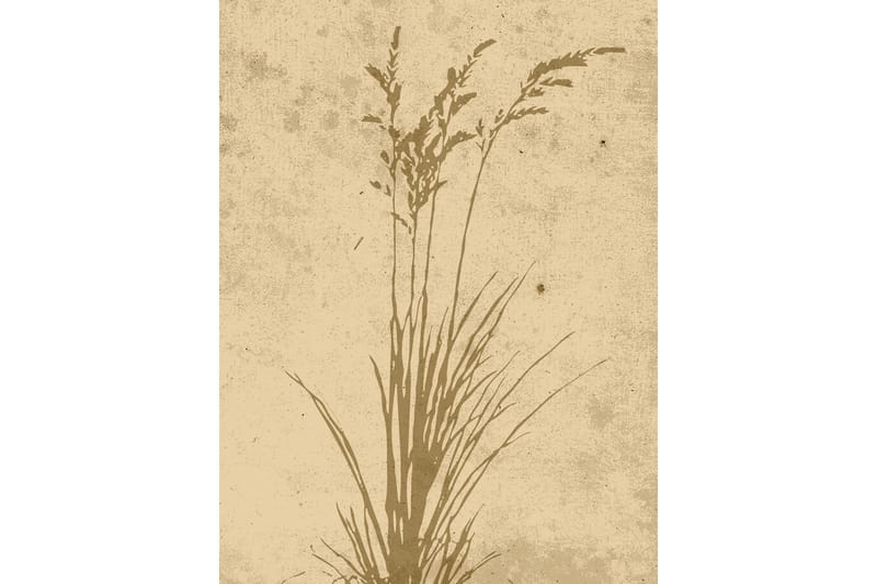 Poster Plant art 30x40 cm, Beige
