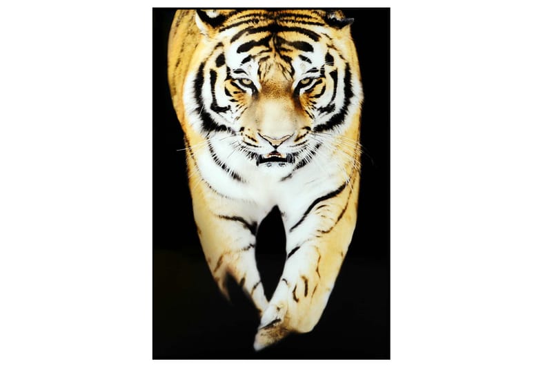 Tiger Tavla, 80x120 cm Flerfärgad
