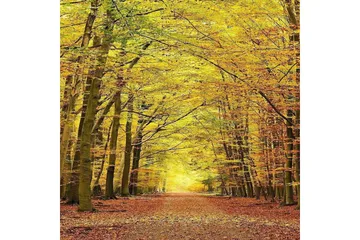 Homefesto Matta 100x150 cm - Multifärgad - Textil & mattor - Matta - Orientalisk matta - Persisk matta