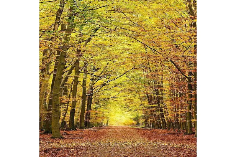 Homefesto Matta 100x150 cm - Multifärgad - Textil & mattor - Matta - Orientalisk matta - Persisk matta