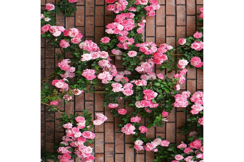 Homefesto Matta 100x200 cm - Multifärgad - Textil & mattor - Matta - Orientalisk matta - Persisk matta