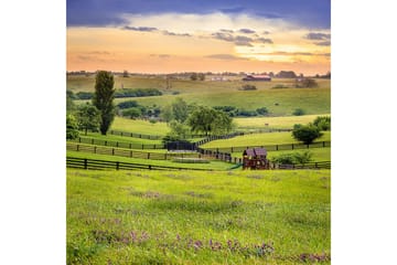 Homefesto Matta 80x300 cm - Multifärgad - Textil & mattor - Matta - Orientalisk matta - Persisk matta