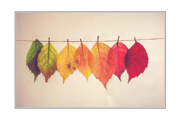 Homefesto Matta 60x100 cm - Multifärgad - Textil & mattor - Matta - Modern matta - Wiltonmatta