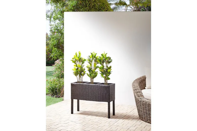 Inomhuskruka Caragana Brun - Brun - Utemöbler & utemiljö - Balkong & altan - Balkongodling