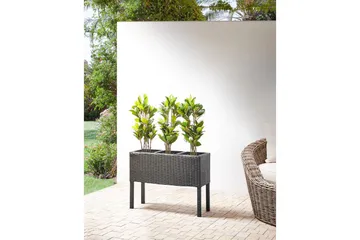 Inomhuskruka Caragana Svart - Svart - Utemöbler & utemiljö - Balkong & altan - Balkongodling