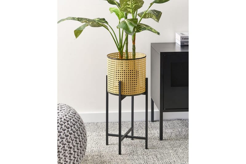 Inomhuskruka Fallopia - Utemöbler & utemiljö - Balkong & altan - Balkongodling